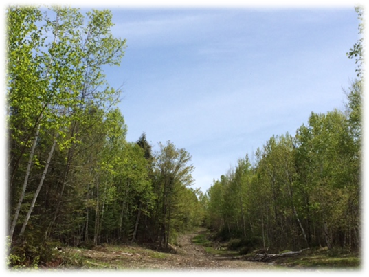 A tree in a forest

Description automatically generated